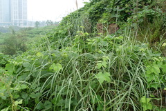 Poaceae