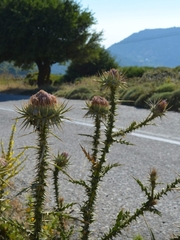 Onopordum caulescens