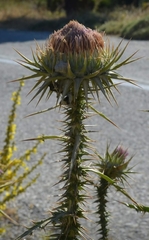 Onopordum caulescens