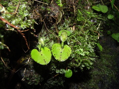 Corybas rivularis
