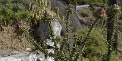 Onopordum caulescens