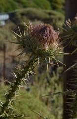 Onopordum caulescens