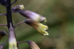 Bellevalia trifoliata