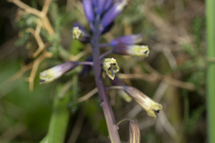 Bellevalia trifoliata