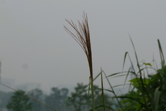 Poaceae