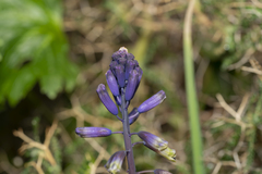 Bellevalia trifoliata