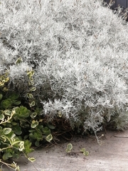 Senecio leucostachys