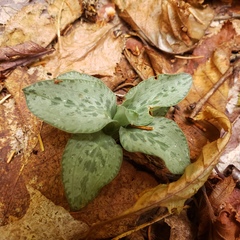 Goodyera tesselata image