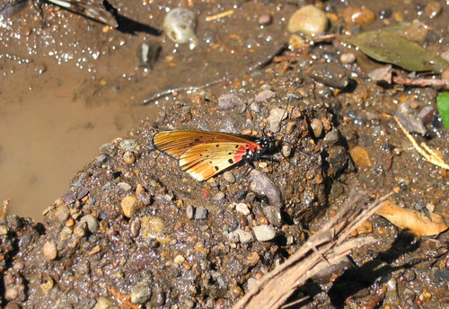 Stephenia asboloplintha