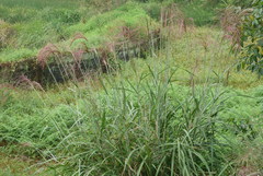 Poaceae