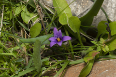 Romulea tempskyana