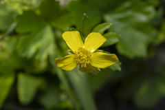Ranunculus creticus