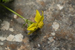 Ranunculus creticus