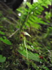 Corybas rivularis