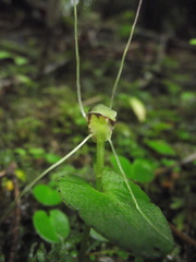 Corybas rivularis