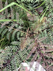 Pteridium esculentum