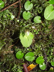 Corybas rivularis