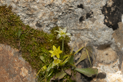 Gagea peduncularis