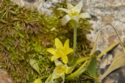 Image of Gagea peduncularis by (c) Eleftherios Katsillis, some rights reserved (CC BY)