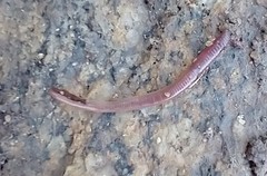 Lumbricus terrestris
