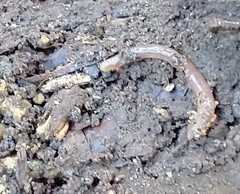 Lumbricus terrestris