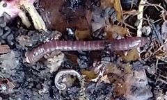 Lumbricus terrestris