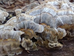 Trametes versicolor
