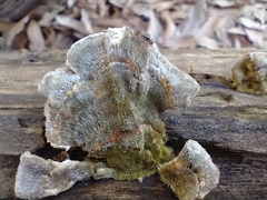 Trametes versicolor