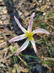 Zephyranthes atamasco