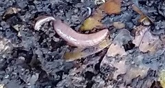 Lumbricus terrestris