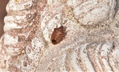 Peribalus strictus strictus