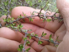 Coprosma propinqua propinqua