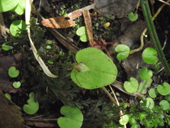 Corybas rivularis