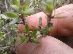 Coprosma propinqua propinqua