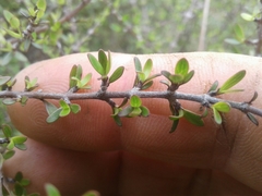 Coprosma propinqua propinqua