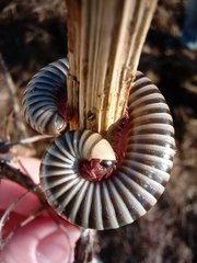 Ommatoiulus lusitanus