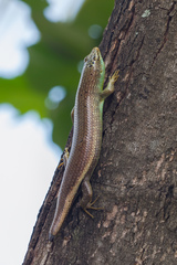Dasia olivacea
