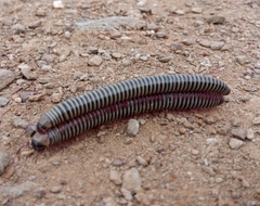 Ommatoiulus lusitanus