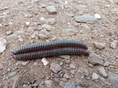 Ommatoiulus lusitanus