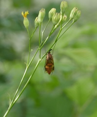 Keroplatus tipuloides