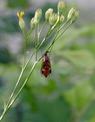 Keroplatus tipuloides