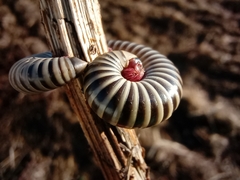 Ommatoiulus lusitanus