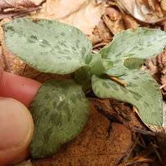 Goodyera tesselata image