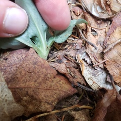Goodyera tesselata image