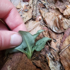 Goodyera tesselata image