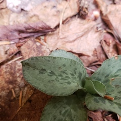 Goodyera tesselata image