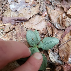 Goodyera tesselata image