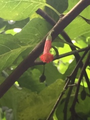 Iochroma fuchsioides