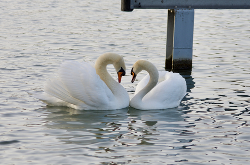 Mute Swan, photo 6 of 9