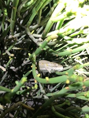 Bradypodion occidentale